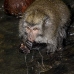 monkey_macaque_balinese_mf_ubud_v_0688_bal0698.jpg